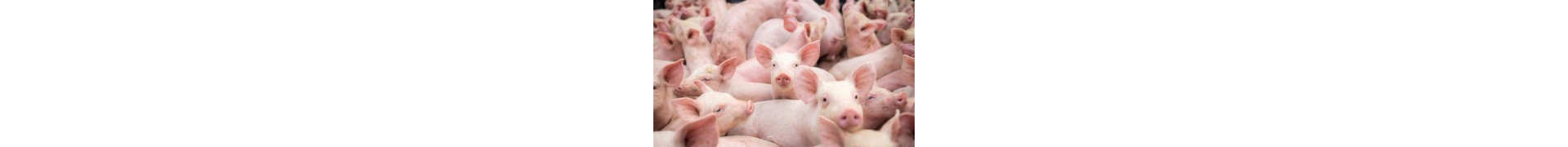 Pasze dla trzody chlewnej – prosięta, lochy, tuczniki | HurtowniaPasz24